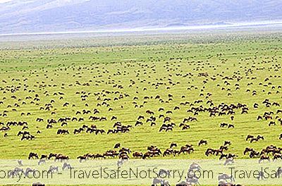 Parque Nacional Serengeti: Um Guia Detalhado Para O Maior Espetáculo De Vida Selvagem Na Tanzânia