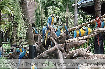 Safari World Bangkok: ¡Tenga Un Encuentro Con La Fauna Exótica En Este Exclusivo Parque De Animales!